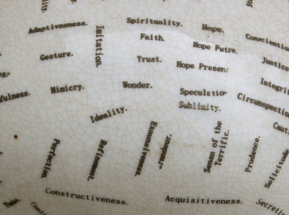White Phrenology Head