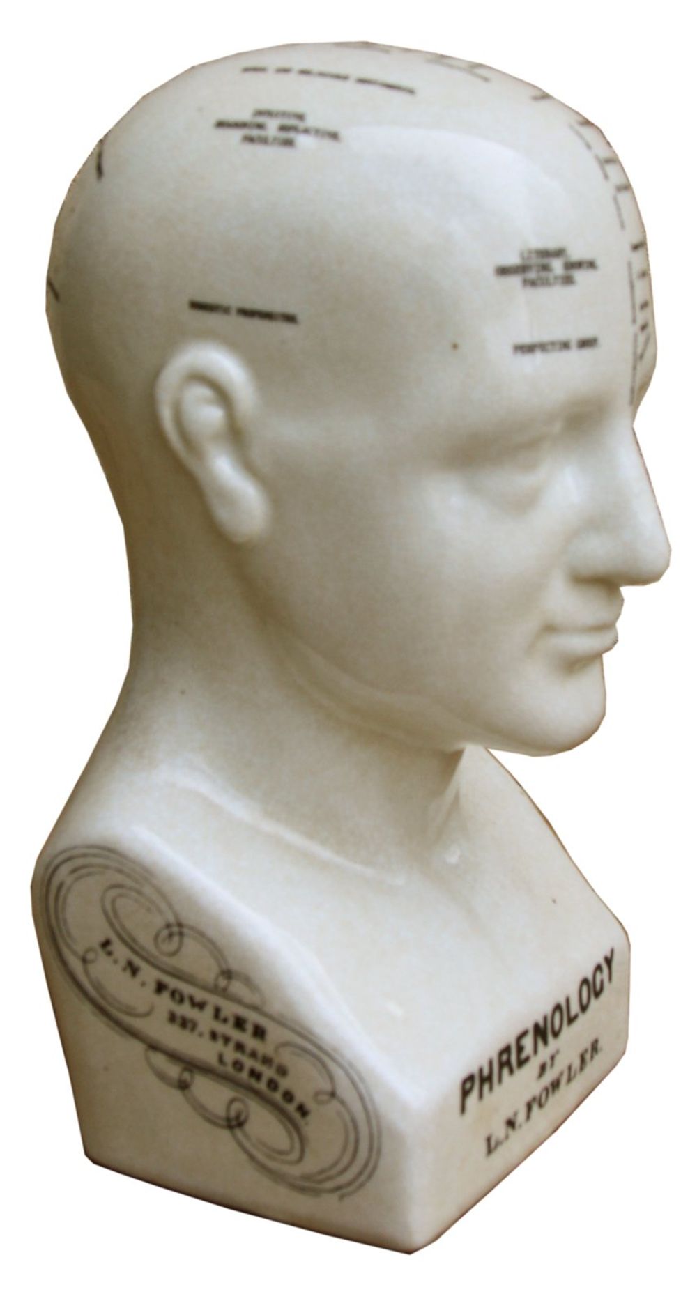 White Phrenology Head
