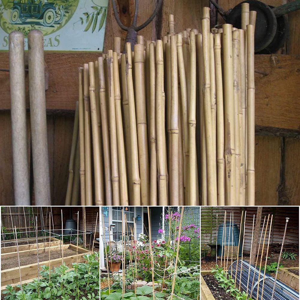 Bamboo Canes 20 x 150cm