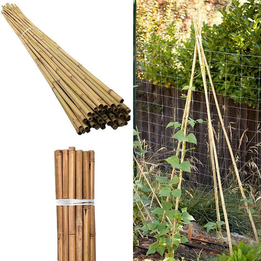 Bamboo Canes 20 x 150cm