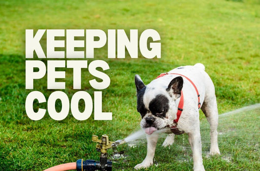 Top Tips for Keeping Pets Cool in Hot Weather