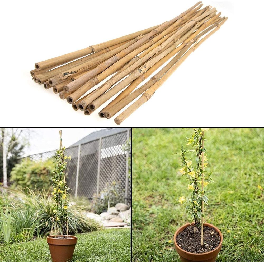 Bamboo Canes 25 x 60cm