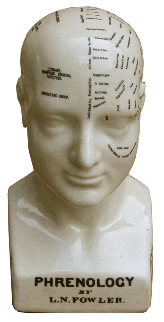 White Phrenology Head