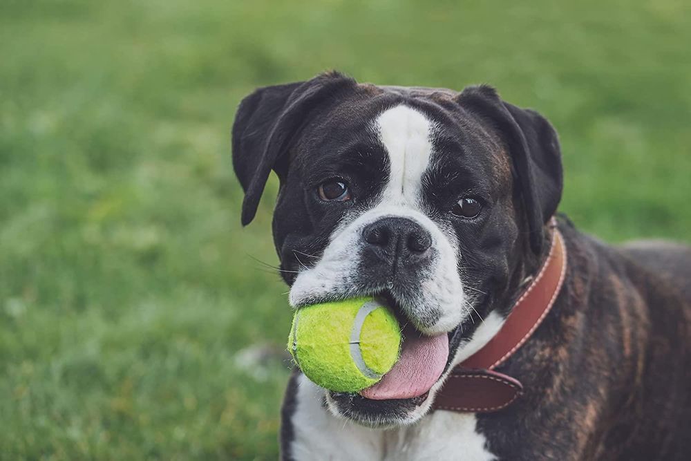 Tennis Balls Pack