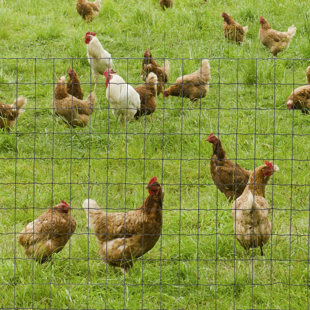 Foldable Chicken Wire